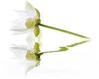 City White Lilies. Панно (40x50)