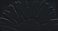 Colour Black Sunflower. Декор (59,3x32,7)
