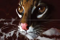 Панно Home master P4D254 из 4-х плиток глянц, 40x60