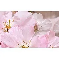 Декор ативный массив Букет розовый глянц 25x40 8 мм арт. 07-00-5-09-01-41-663