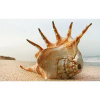 Декор Адриатика "Ракушки" 121918 глянц, 25x40