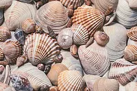 Декор Seashore D1D173 глянц, 20x30