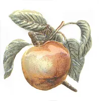 Декор Оранжерея Яблоко глянц, 9,9x9,9, арт. TFA009