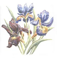 Декор Оранжерея Ирисы глянц, 9,9x9,9, арт. TFA014