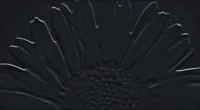 Colour Black Sunflower, 59,3x32,7