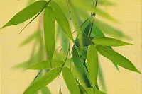 Декор OLL 1 глянц, 20x30