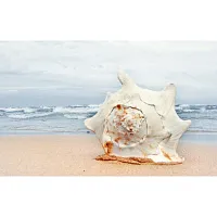 Декор Адриатика "Ракушки" 121916 глянц, 25x40