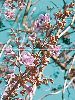 Панно Spring P2D261 из 2-х плиток глянц, 40x30