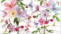 Панно Dec Clematis Panno B КПН16ClematisB глянц, 25x45, арт. КПН16ClematisB