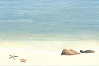 Декор Mauritius D6D138 глянц, 20x30