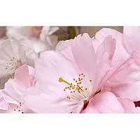 Декор ативный массив Букет розовый глянц 25x40 8 мм арт. 07-00-5-09-01-41-662