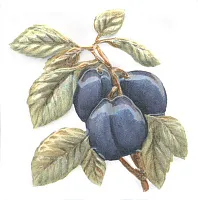 Декор Оранжерея Слива глянц, 9,9x9,9, арт. TFA007