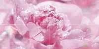 Панно Peony P4D281 глянц, 40x80, арт. P4D281