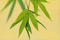 Декор OLL 3 глянц, 20x30