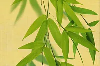 Декор OLL 2 глянц, 20x30