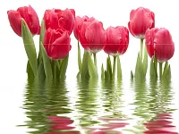 Панно Фреш Тюльпаны 64-04-21-160-0, 75x100, арт. 64-04-21-160-0