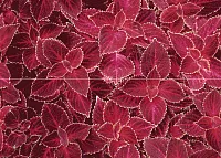 Панно Alegre Blood (из 2-х плиток) глянц, 50x70