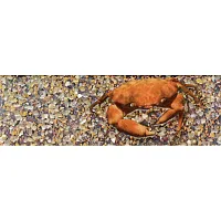 Бордюр Адриатика краб 271962 глянц, 8x25