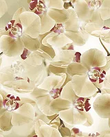 Панно Multi Beige (из 2-х плиток) глянц, 40x50