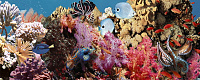 Декор Ocean Reef 1 глянц, 20x50