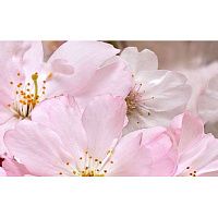 Декор ативный массив Букет розовый глянц 25x40 8 мм арт. 07-00-5-09-01-41-663