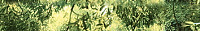 Бордюр Waterfall mountains B300D259 глянц, 4,5x30