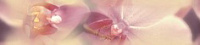 Бордюр Blossom глянц, 4,5x20, арт. B200D183