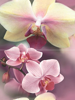 Панно Blossom P2D183 из 2-х шт глянц, 40x30