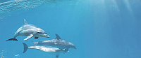 Декор Porto Dolphins 1 centro глянц, 25x60