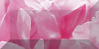 Peony br1020D281-1. Бордюр (10x20)