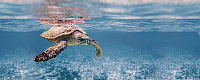 Ocean Turtle. Декор (20x50)