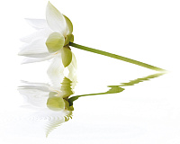 Панно City White Lilies глянц, 40x50