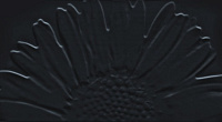 Colour Black Sunflower, 59,3x32,7