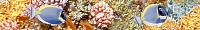 Бордюр Alba Reef глянц, 4,5x30, арт. AL-B-RF