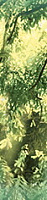 Бордюр Waterfall mountains B200D259 глянц, 4,5x20