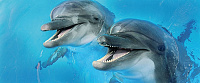 Декор Porto Dolphins 2 centro глянц, 25x60