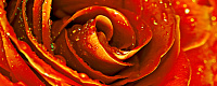 Декор Syntia Rose 1 глянц, 20x50