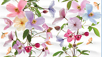 Dec Clematis Panno B КПН16ClematisB. Панно (25x45)