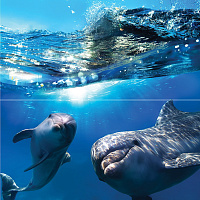 Dolphins. Панно (50x50)