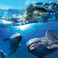 Панно Dolphins глянц, 50x50, арт. b.0516