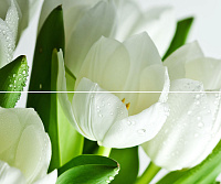 Панно Arco Verde Tulipan (из 2-х пл.) глянц, 50x60