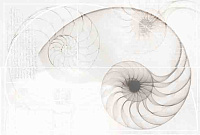 Nautilus панно ракушка многоцветный (NT2F453DT). Панно (40x60)