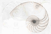 Панно Nautilus панно ракушка многоцветный, 40x60, арт. (NT2F453DT)