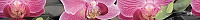 Бордюр Porto Bambu and Orchid listwa глянц, 6x60