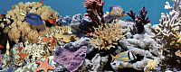 Декор Ocean Reef 2 глянц, 20x50
