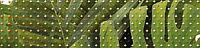 Tropicana Зеленый (TC1C021DT). Бордюр (6x25)