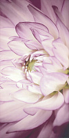 SORENTA Kwiaty B. Декор (30x60)