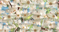 Панно Dec Spring Panno B глянц, 25x45, арт. КПН16SpringB