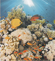 Панно Dec Corals Panno ( из 2-х шт) глянц, 50x45, арт. b01007