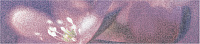 Бордюр Лила БД45ЛЛ303 глянц, 8x36,4, арт. BWU45LIL303